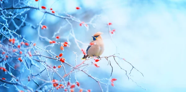 Gyönyörű Bombycilla Garrulus Télen Egy Rózsa Csípő Keresi Élelmiszer Legjobb — Stock Fotó
