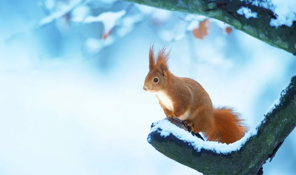 Eichhörnchen Sitzt Winter Bei Eiseskälte Einem Baum Und Sucht Nahrung — Stockfoto
