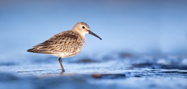 Calidris Alpina sığ sularda yiyecek aramak için yürüyor, en iyi fotoğraf..