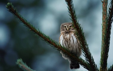 Glaucidium passerinum geceleri bir dala oturur ve en iyi fotoğraf olan avına bakar.