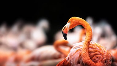 Flamingo kuşu, geniş bir grupta yiyecek aramak için dolaşır. En iyi fotoğraf..