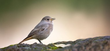 Yaygın Redstart Phoenicurus Phoenicurus tahta bir kazığa oturmuş ve şarkı söylüyor, en iyi fotoğraf..