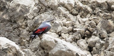 Tichodroma muraria kayalara tırmanıyor ve en iyi fotoğraf olan kayanın yarıklarında yiyecek arıyor..