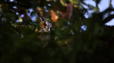 Kulaklı Baykuş bir ağaçta oturup avını izliyor, en iyi fotoğraf.