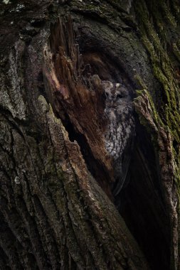 Strix aluco baykuşu ağaçtaki oyuğundan yiyecek için pusuya yatar. En iyi fotoğraf..