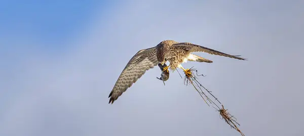 stock image Falco tinnunculus flies and has a mouse in its claws, best photo