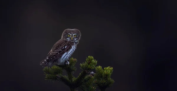 Glaucidium passerinum sits on a branch at night and looks at the prey, the best photo.