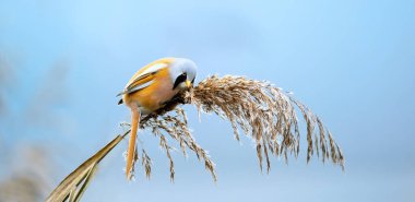 Sakallı Parrotbill Panurus Biarmicus ile güzel bir doğa sahnesi soğuk kış havasında bir ot sapında yiyecek tohumu ararken. En iyi fotoğraf..