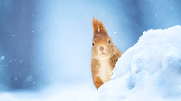 Eichhörnchen Das Winter Einem Baum Sitzt Und Nahrung Sucht Das lizenzfreie Stockfotos