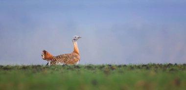 Otis Tarda tarlada yürüyor ve bahar havasında kur ve çiftleşme için bekliyor, en iyi fotoğraf..
