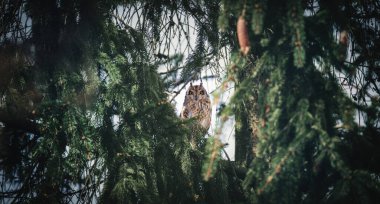 Asio flammeus bir ağaç dalına oturur ve etrafına bakar, en iyi fotoğraf..