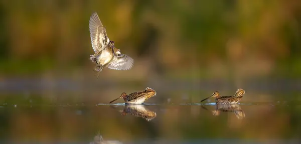 Common Snipe Gallinago Gallinago Flies Water Prepares Spring Courtship Mating Royalty Free Stock Photos