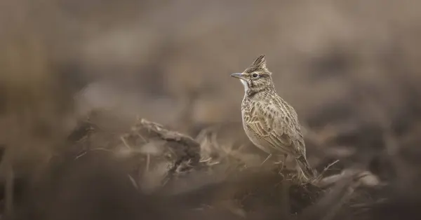 Burung Berkresah Galerida Cristata Duduk Ladang Musim Semi Dan Bersiap Stok Gambar