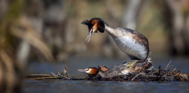 Podiceps kristal eşi, bahar flörtü ve en iyi fotoğraf, aşk eylemi gerçekleştirmek.