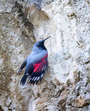 Tichodroma muraria kayalara tırmanıyor ve en iyi fotoğraf olan kayanın yarıklarında yiyecek arıyor..