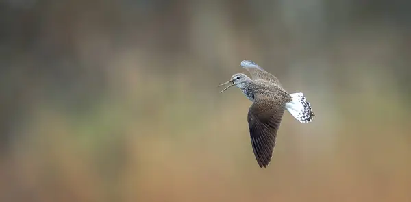 Tringa Ochropus Fliegt Durch Eine Wasserpfütze Und Sucht Nahrung Das Stockfoto