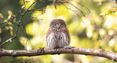 Glaucidium passerinum sits on a branch in the yellow autumn spring color of the leaves, the best photo clipart
