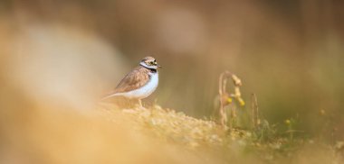 Charadrius dubius, doğal ortamdaki en iyi fotoğraf..