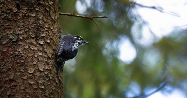 Üç parmaklı ağaçkakan Picoides tridactylus gün batımında ve gün doğumunda yiyecek arıyor. En iyi fotoğraf..