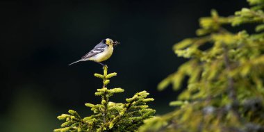 Motacilla citreola en iyi fotoğraf olan yavrular için yuvaya yiyecek taşır..