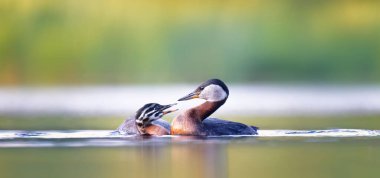 The Podiceps grisegena swims with her baby in the water, looking for food, the best photo. clipart