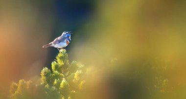 Luscinia svecica svecica Dev Dağlar 'da Snezka' nın altında dizlerinin üzerine çöker ve en iyi fotoğrafı olan ortağına bakar..