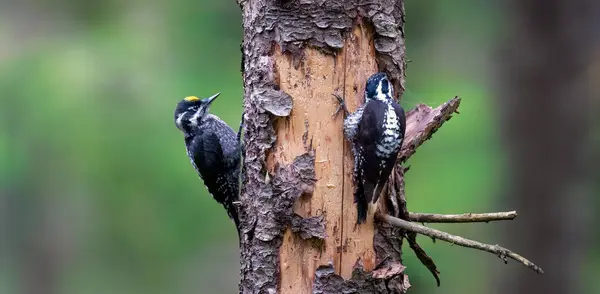 stock image Three toed woodpecker male and female Picoides tridactylus on a tree looking for food in sunset and sunrise. the best photo.