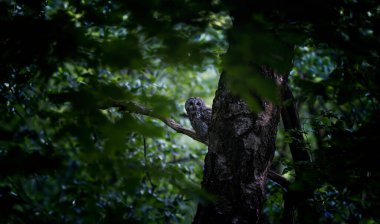 Strix aluco baykuşu yeşil yuvasından dışarı bakar ve en iyi fotoğraf olan güneş ışınlarının tadını çıkarır..