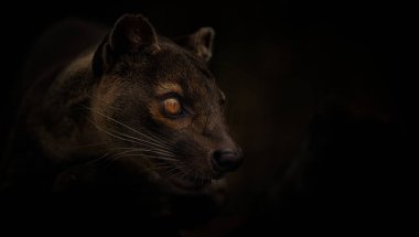 Nadir bulunan Cryptoprocta ferox çevresindeki en iyi fotoğrafa bakar ve onu izler..