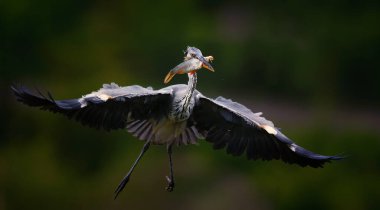 Egretta Garzetta gagasında bir balıkla yuvaya doğru uçuyor. En iyi fotoğraf..