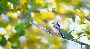 Aegithalos caudatus sitting on an autumn-colored branch full of colorful leaves, the best photo. clipart