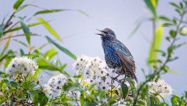 Avrupa Sığırcığı, Sturnus vulgaris çiçekli bir çalılıkta oturur ve şarkı söyler, en iyi fotoğraf..