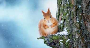 Kışın bir ağaçta oturup yiyecek arayan sincap, en iyi fotoğraf..