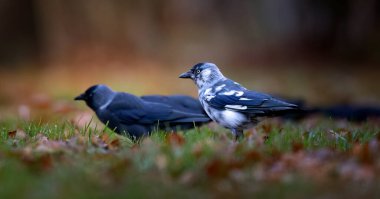 Jackdaw Corvus monedula walks through the grass looking for food, the best photo. clipart