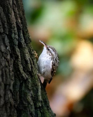 Short-toed Treecreeper - Certhia brachydactyla the slider climbs a tree in search of food, the best photo.