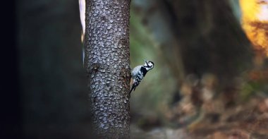 Dendrocopos leucotos on a tree looking for food in sunset and sunrise. the best photo. clipart