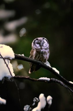 Aegolius funereus sits on a branch and looks at the prey, the best photo clipart