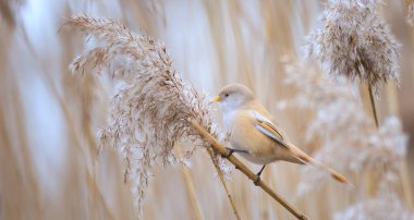 Çok güzel sakallı Parrotbill Panurus 'la güzel bir doğa sahnesi, en iyi fotoğraf..