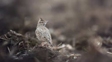 Tarlakuşu Galerida Cristata bahar tarlasında oturur ve şarkı söyleyerek çiftleşmeye hazırlanır. En iyi fotoğraf..
