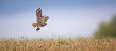 Athene gece çayırların üzerinde pençelerinde bir fare avıyla uçuyor, en iyi fotoğraf..