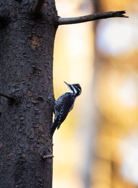 Üç parmaklı ağaçkakan Picoides tridactylus gün batımında ve gün doğumunda yiyecek arıyor. En iyi fotoğraf..