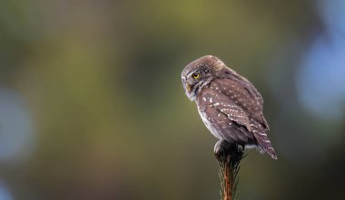 Glaucidium passerinum geceleri bir dala oturur ve en iyi fotoğraf olan avına bakar.