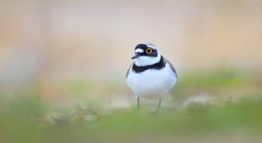 Charadrius dubius küçük halkalı karayiyen yumurtanın üzerine oturur ve yuvayı korur, en iyi fotoğraf..