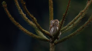 Glaucidium passerinum geceleri bir dala oturur ve en iyi fotoğraf olan avına bakar.