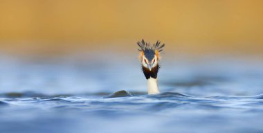 Podiceps kristali suda yüzer ve düğün öncesi dans eder, en iyi fotoğraf..