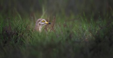 Avrasya Taş-bukleli Burhinus oedicnemus otların arasında kendini mükemmel bir şekilde kamufle eder, en iyi fotoğraf..