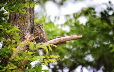 Athene gece çitin üzerinde oturur ve yiyecek arar, en iyi fotoğraf..