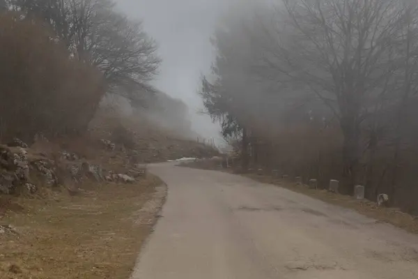 Yarı sisli ormanda yol
