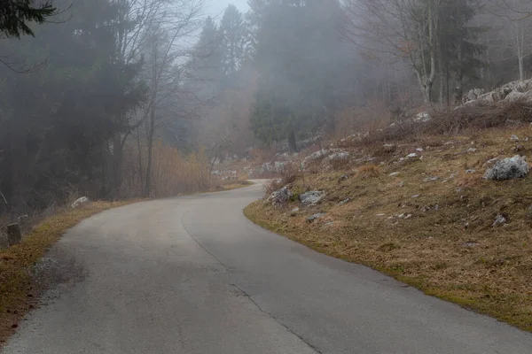 Yarı sisli ormanda yol
