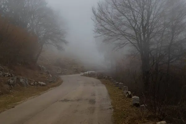 Yarı sisli ormanda yol